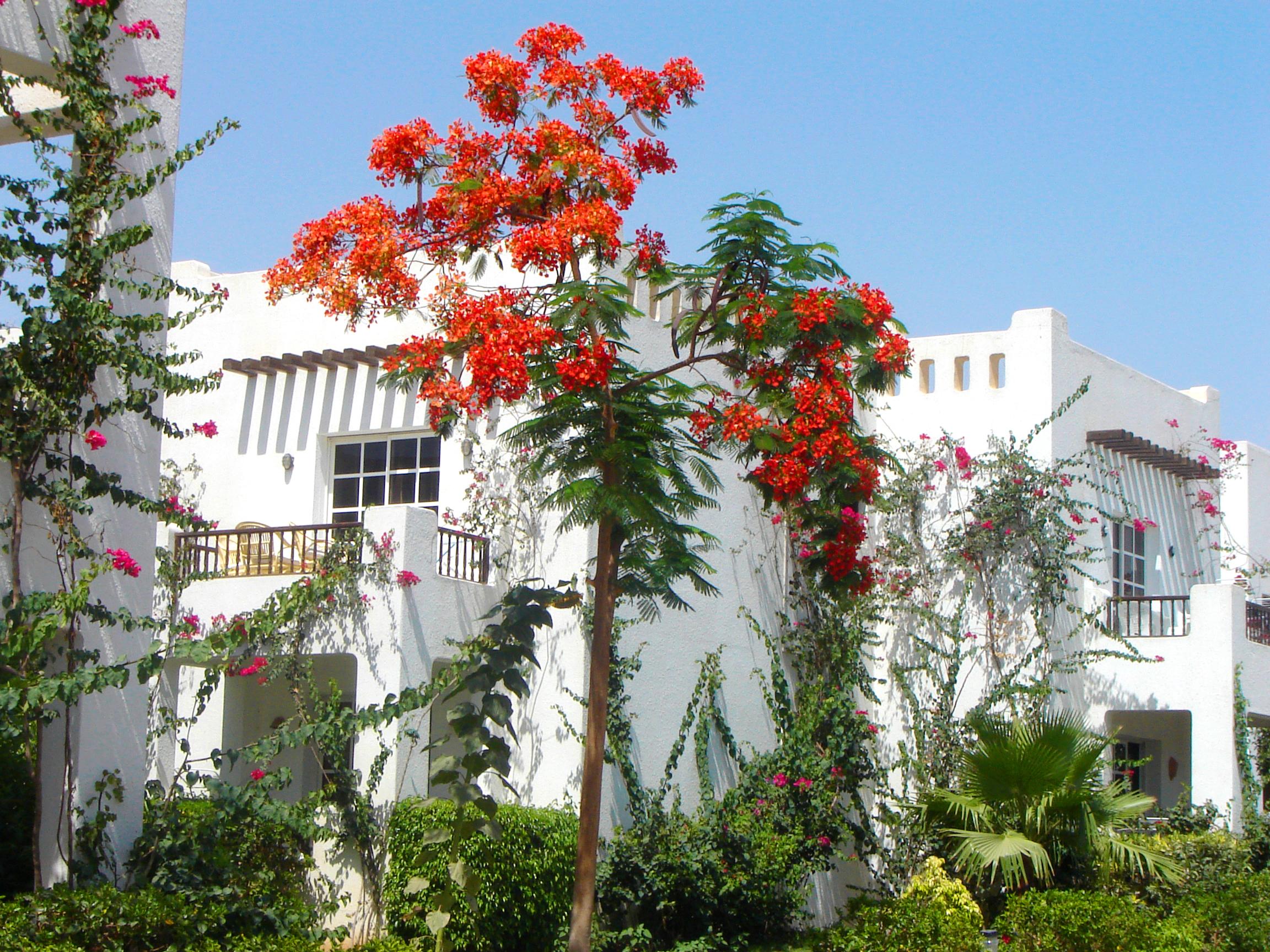 Delta Sharm Resort ,Official Web, Delta Rent, Sharm El Sheikh, South Sinai, Egypt Exterior photo